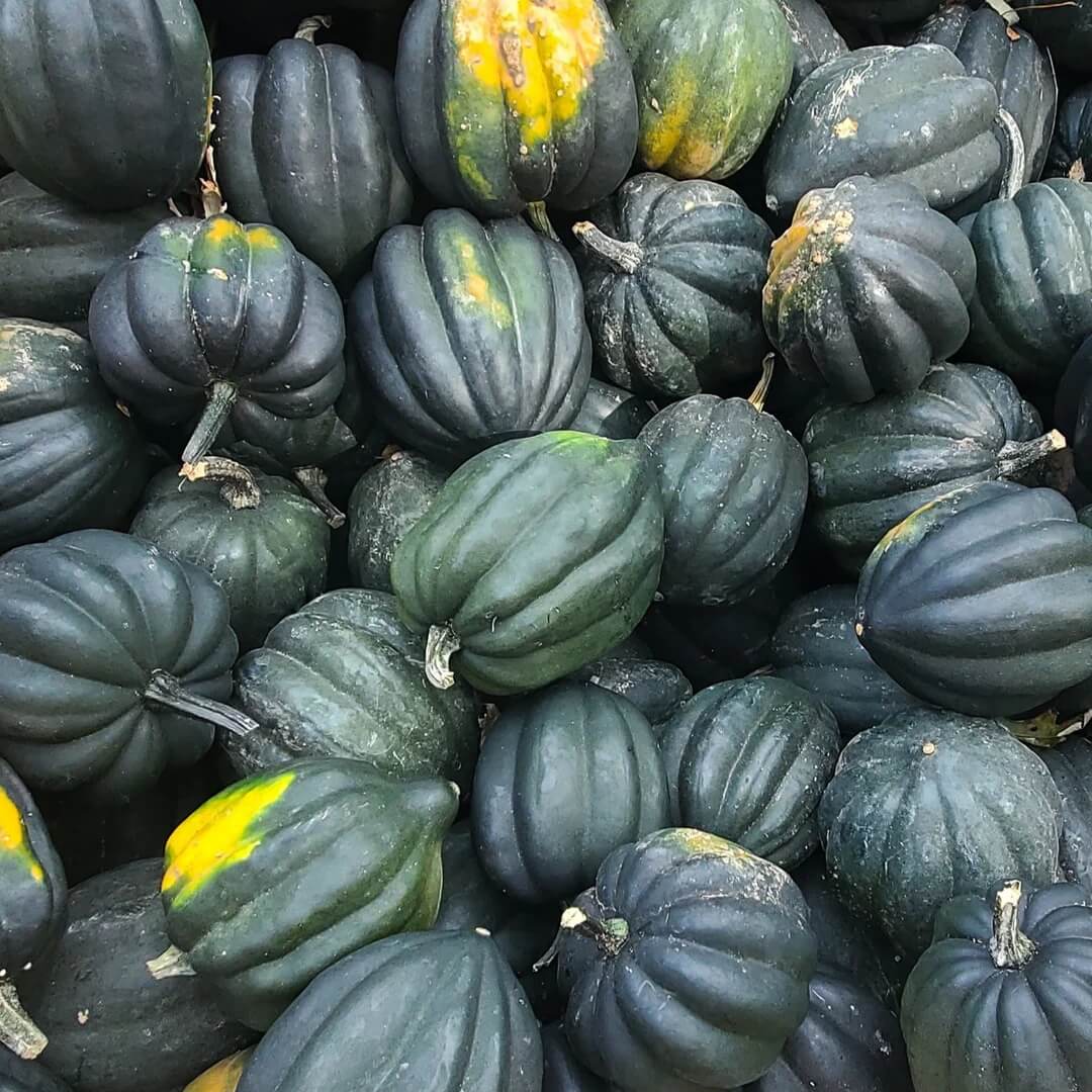 Acorn Squash Seeds – Heirloom Vegetable Seeds for Gardens