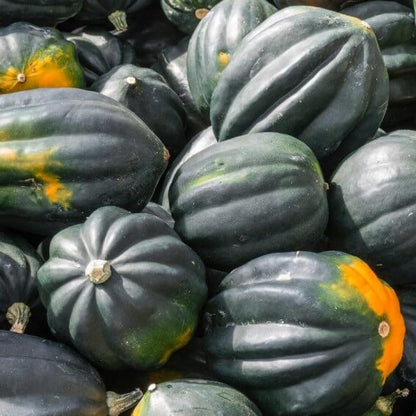 Acorn Squash Seeds - Vegetable Plant 