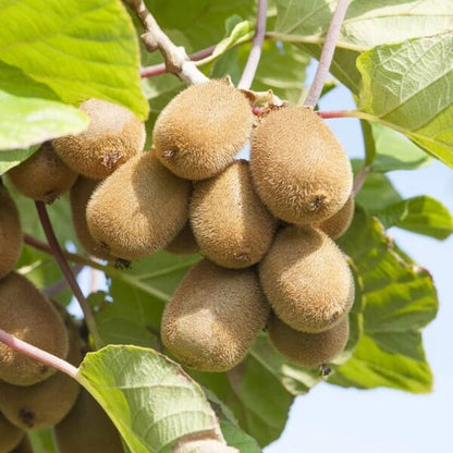 Actinidia Deliciosa Seeds