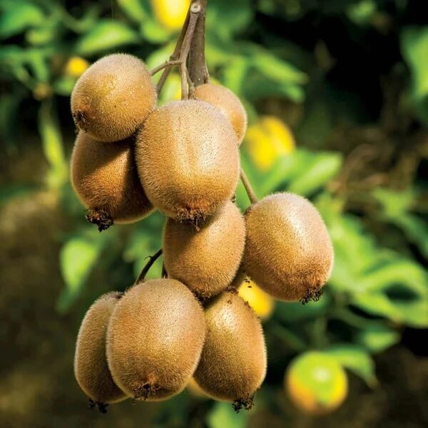 Actinidia Deliciosa Seeds