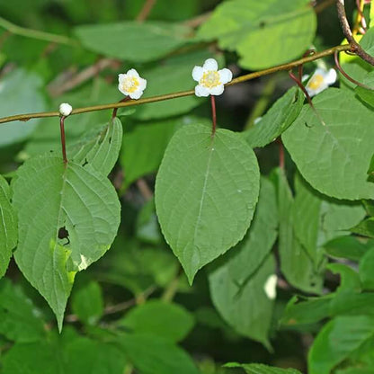 Actinidia polygama  Seeds