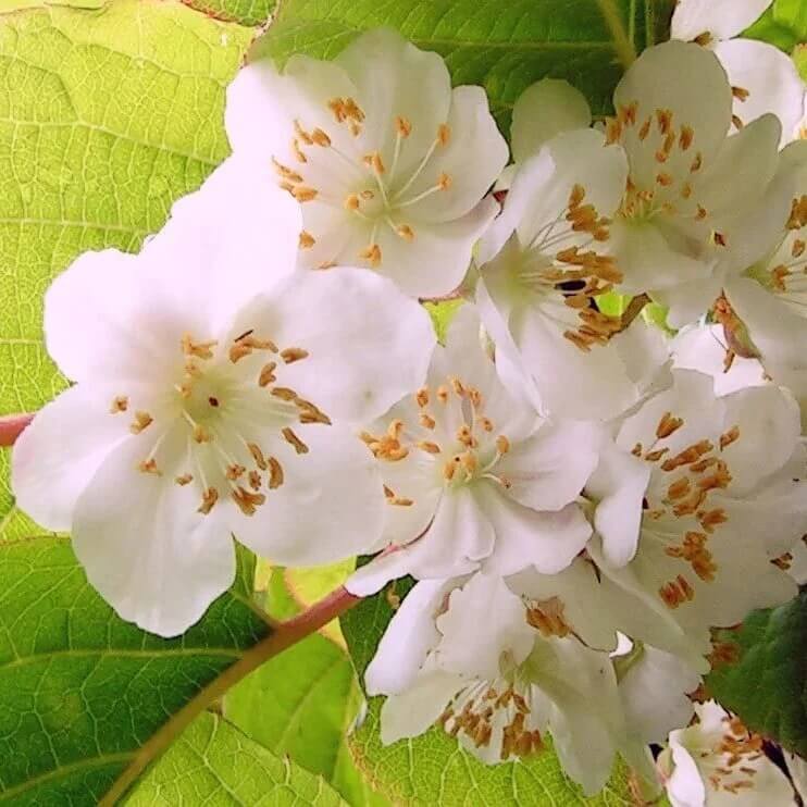 Actinidia polygama  Seeds
