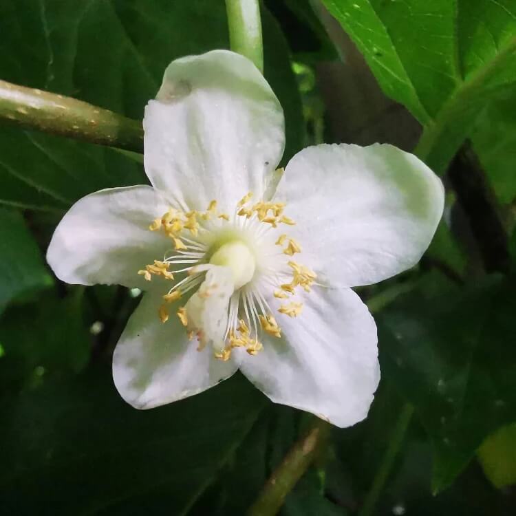Actinidia polygama  Seeds
