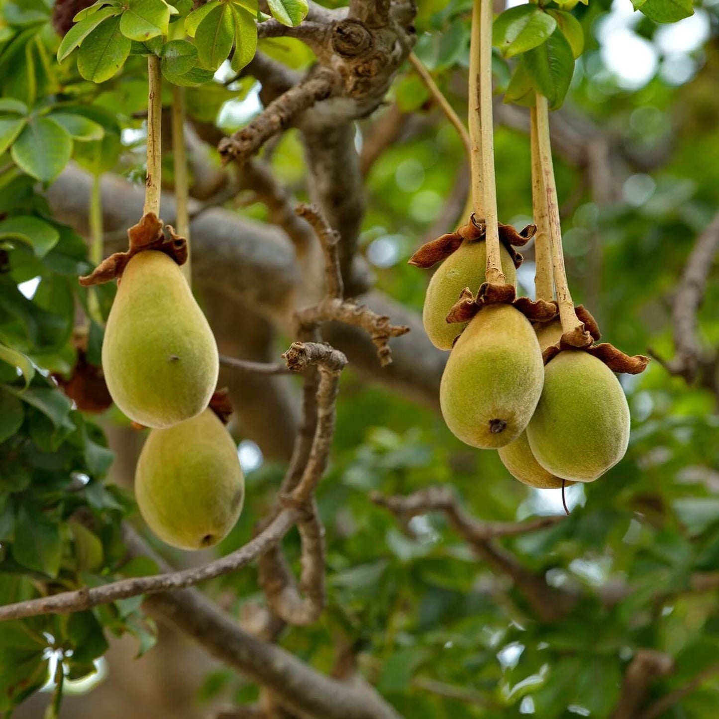 Adansonia Digitata Baobab Seeds