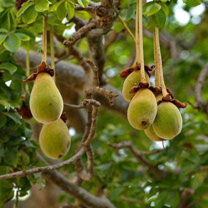 Adansonia Digitata Baobab Seeds