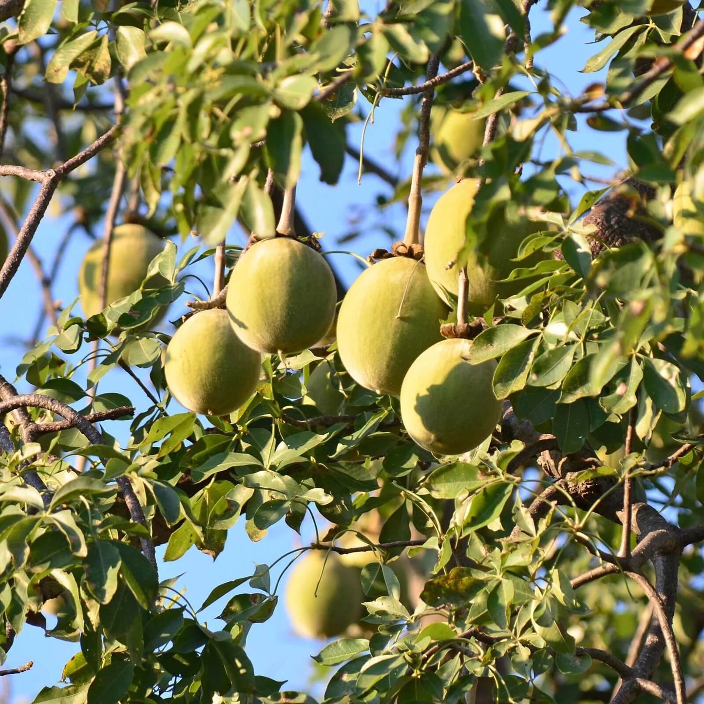 Adansonia Digitata Baobab Seeds