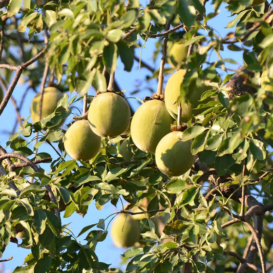 Adansonia Digitata Baobab Seeds