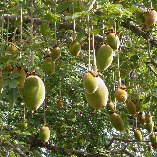 Adansonia Digitata Baobab Seeds