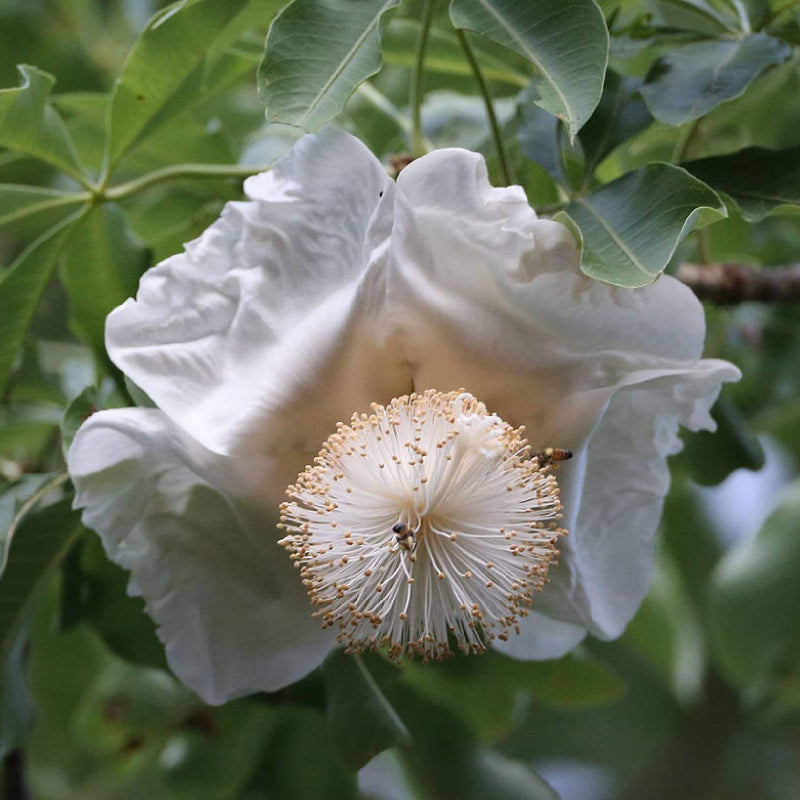 Adansonia Digitata Seeds - Heirloom Flower Plant for Home Gardens