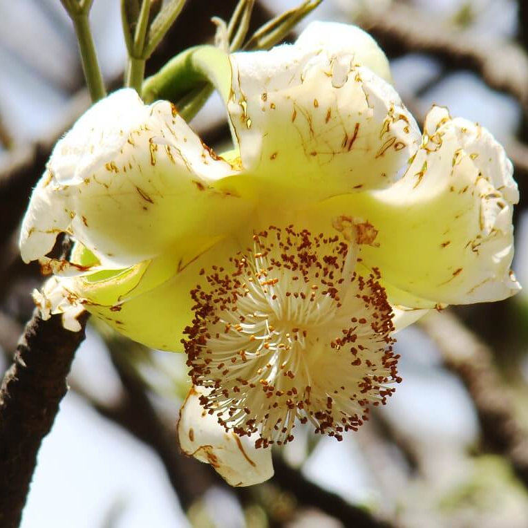 Adansonia Digitata Seeds - Heirloom Flower Plant for Home Gardens