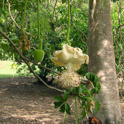Adansonia Digitata Seeds - Heirloom Flower Plant for Home Gardens