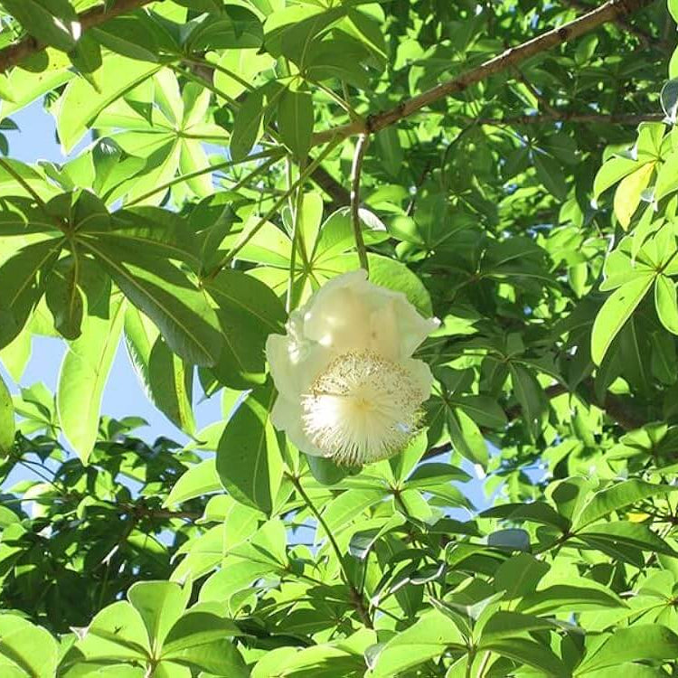 Adansonia Digitata Seeds - Heirloom Flower Plant for Home Gardens