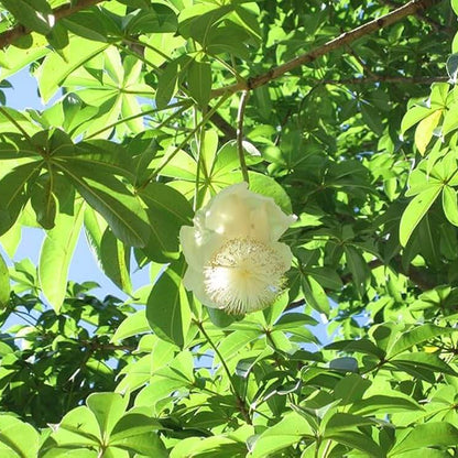 Adansonia Digitata Seeds - Heirloom Flower Plant for Home Gardens