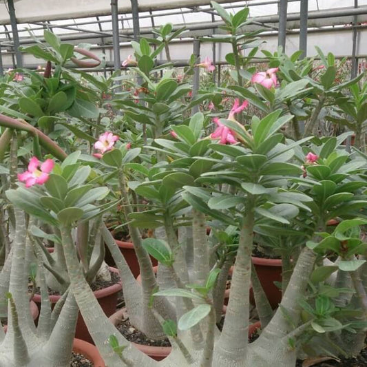 Adenium Arabicum Seeds - Flower Plant