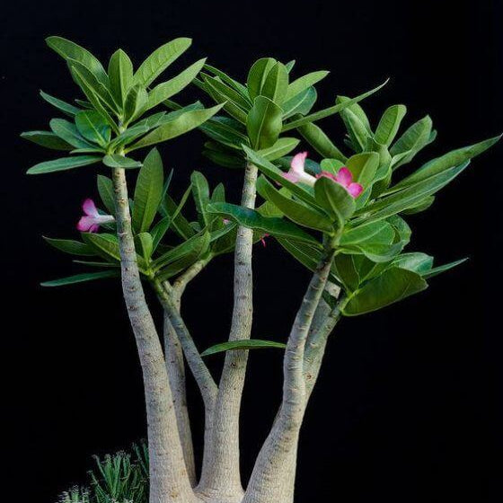 Adenium Arabicum Seeds - Flower Plant