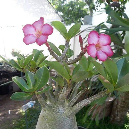 Adenium Arabicum Seeds - Flower Plant
