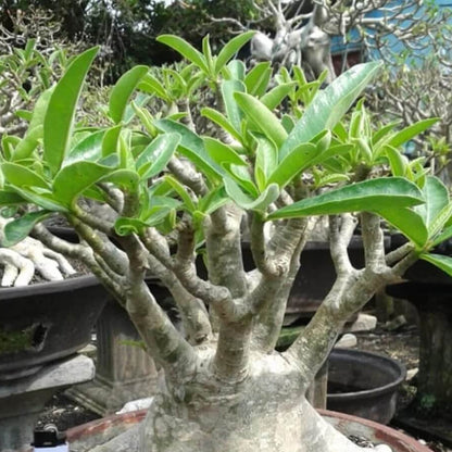 Adenium Arabicum Seeds - Flower Plant
