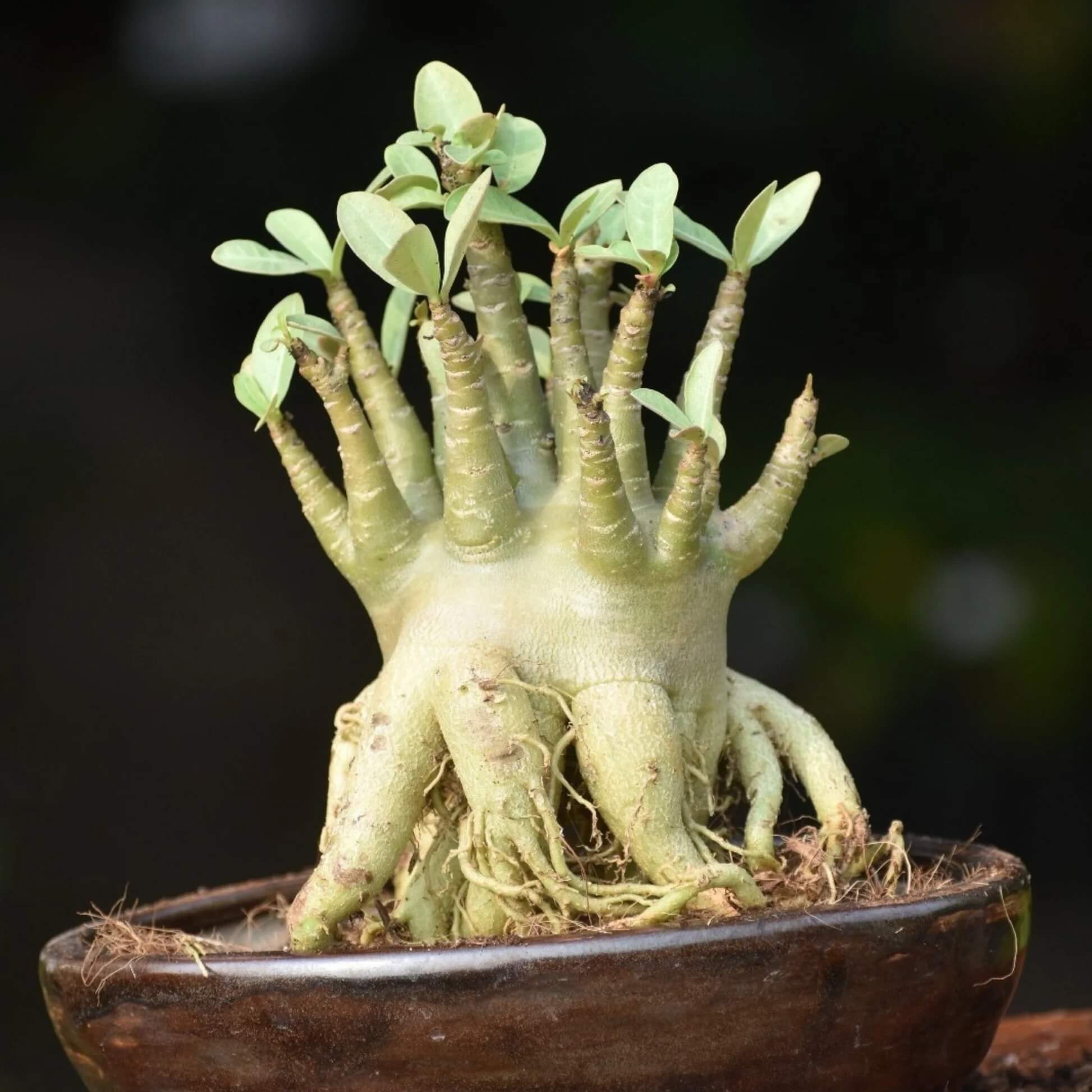 Adenium Arabicum Seeds - Flower Plant