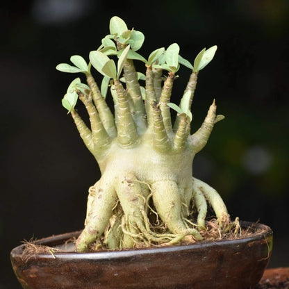 Adenium Arabicum Seeds - Flower Plant