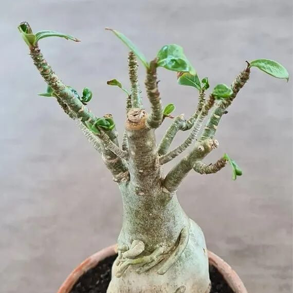 Adenium Arabicum Seeds - Flower Plant