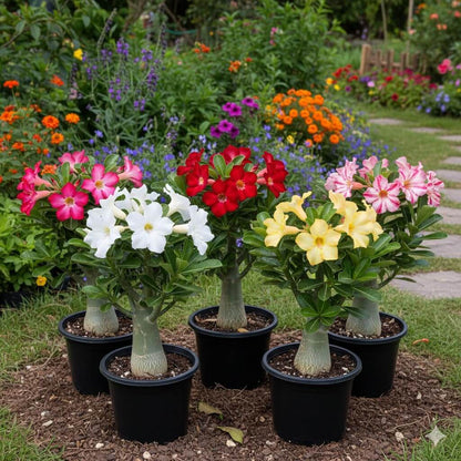 Adenium Mixed Seeds - Flower Plant