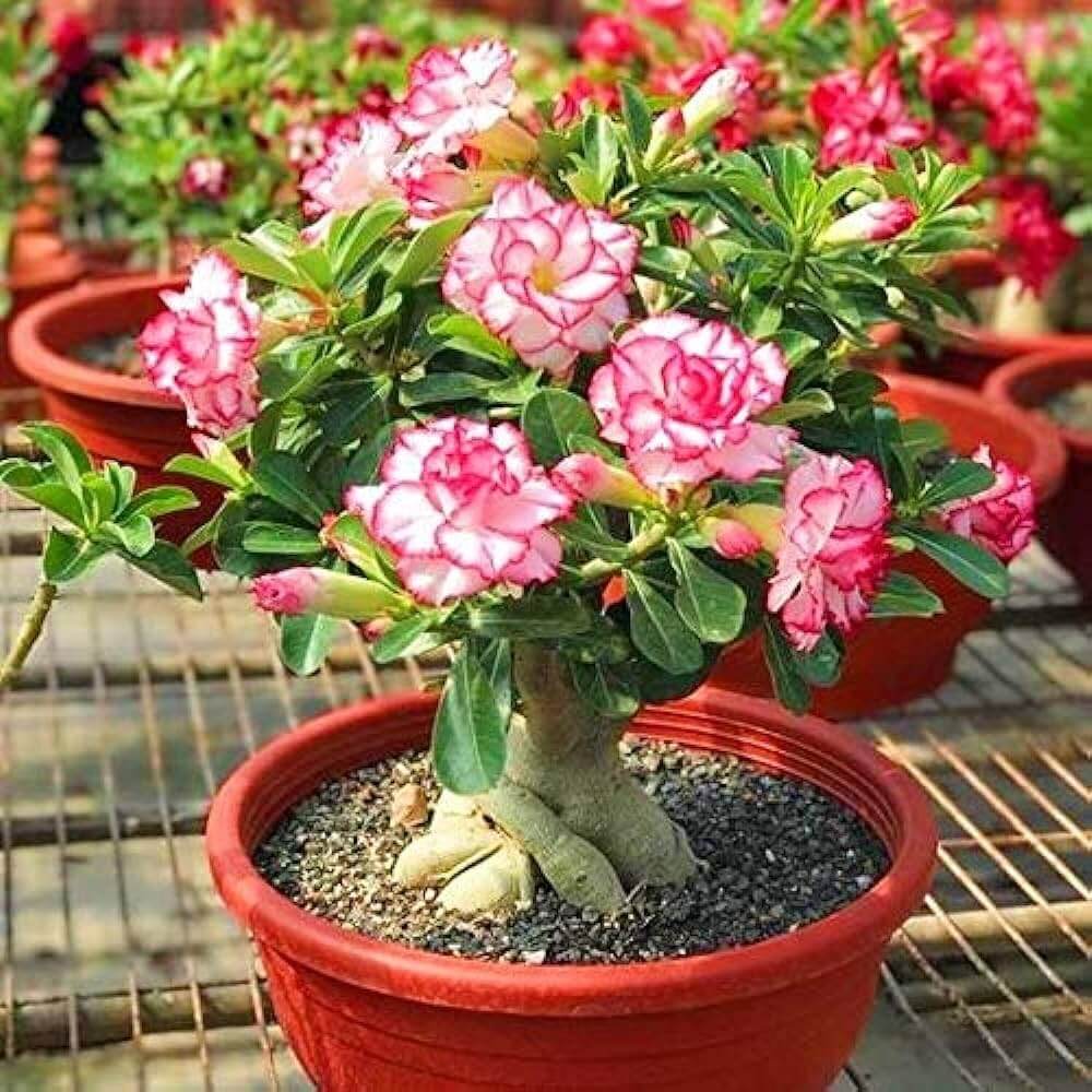 Adenium Mixed Seeds - Flower Plant
