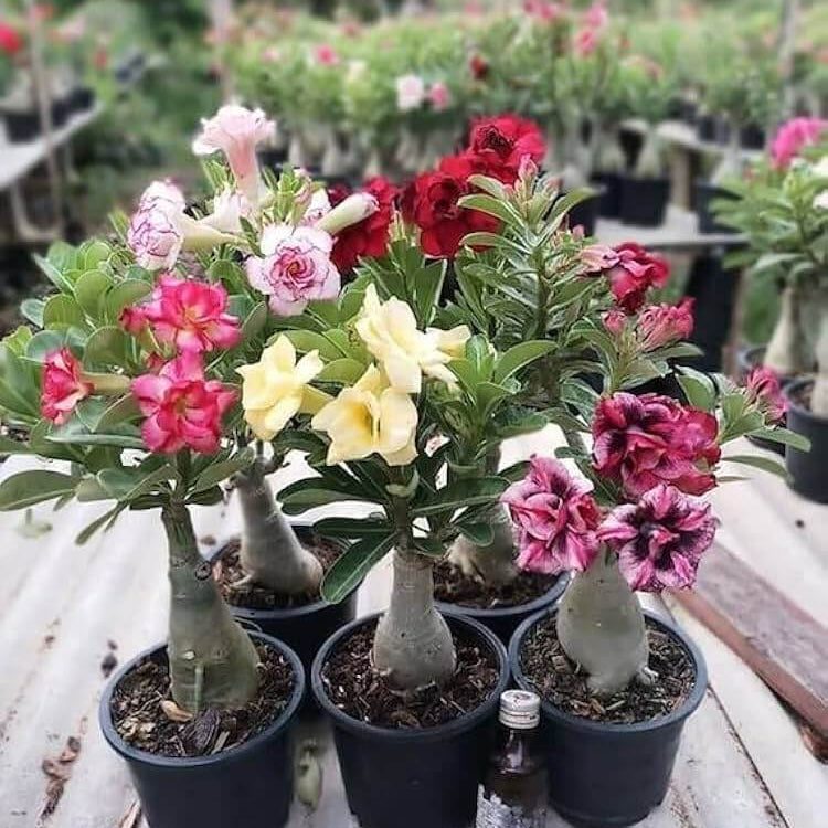 Adenium Mixed Seeds - Flower Plant