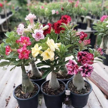 Adenium Mixed Seeds - Flower Plant