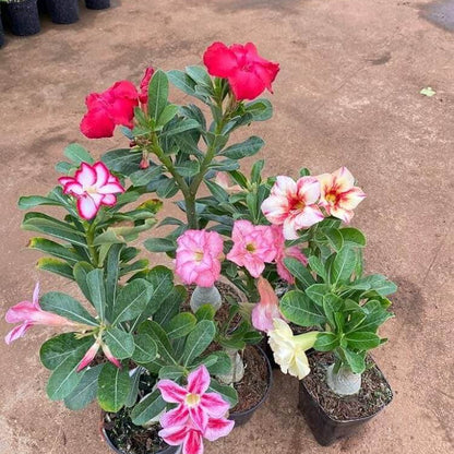 Adenium Mixed Seeds - Flower Plant