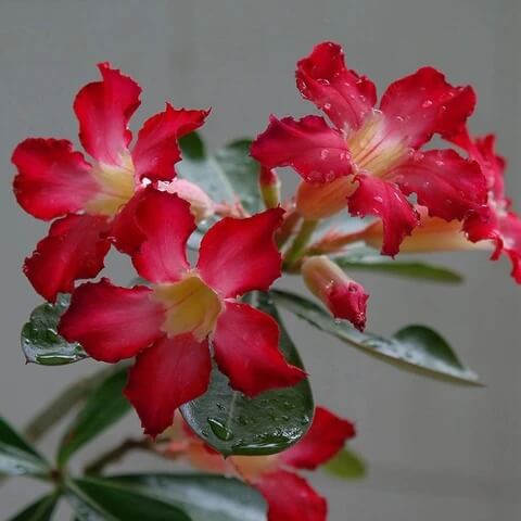 Adenium Mixed Seeds - Flower Plant