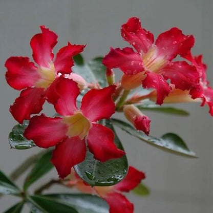 Adenium Mixed Seeds - Flower Plant