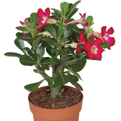 Adenium Mixed Seeds - Flower Plant