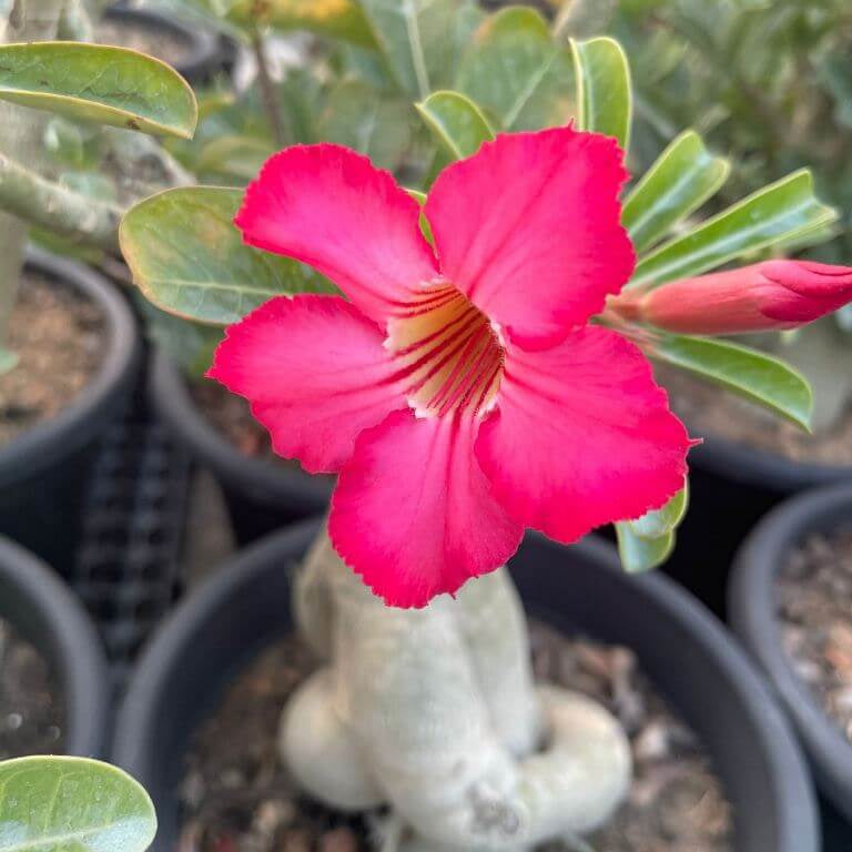 Adenium Obesum Seeds - Flower Plant