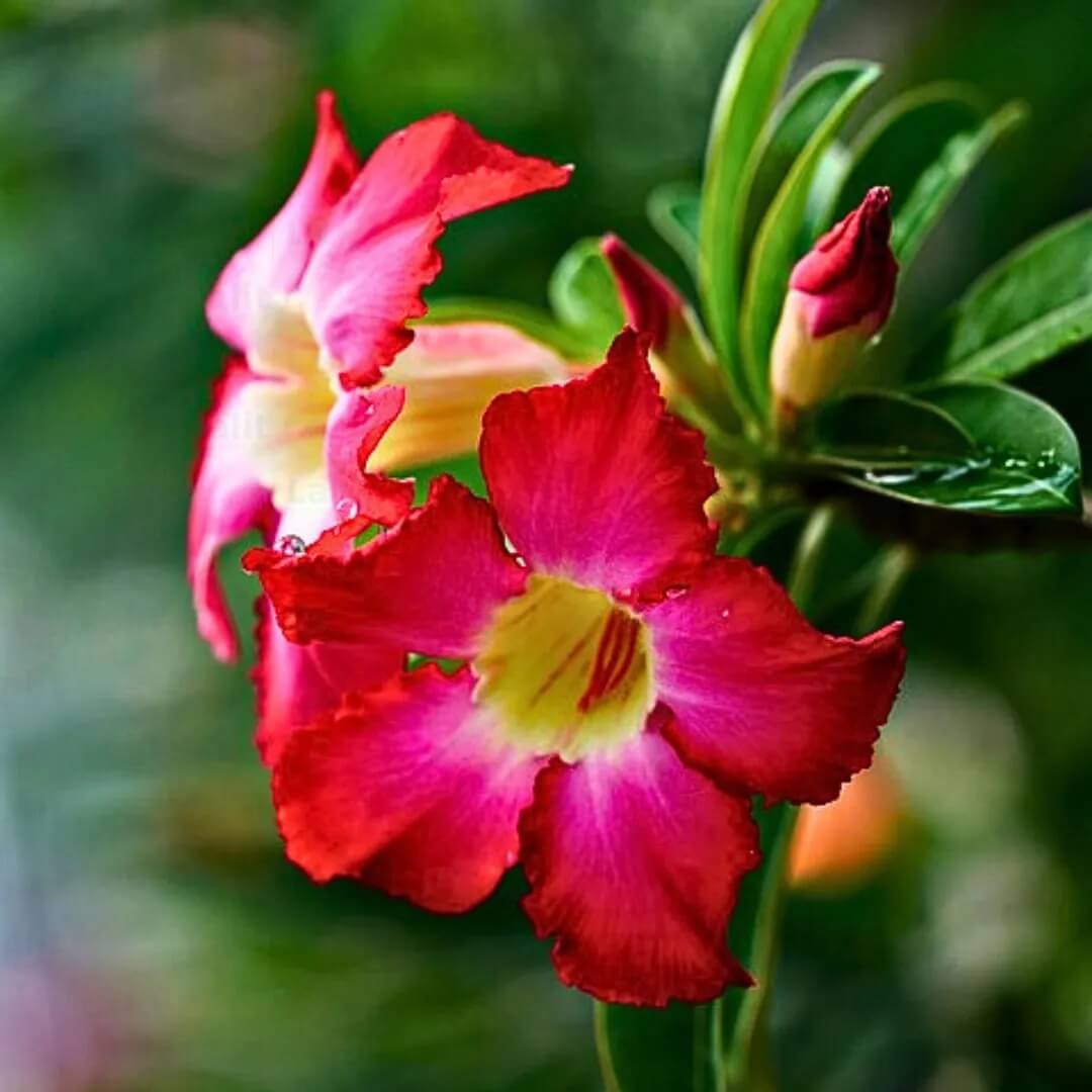Adenium Obesum Seeds - Flower Plant