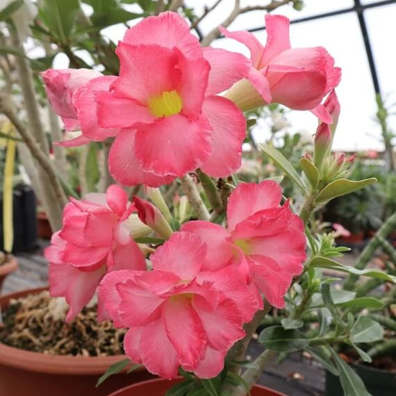Adenium Obesum Seeds - Flower Plant
