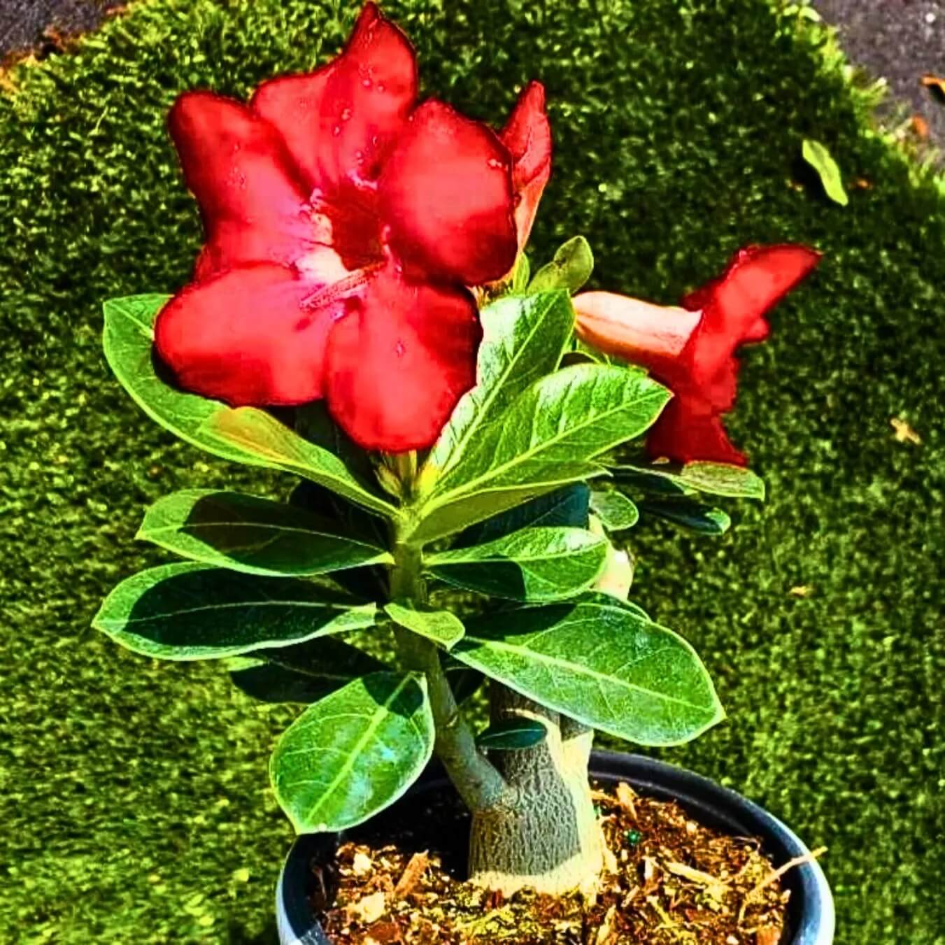 Adenium Obesum Seeds - Flower Plant