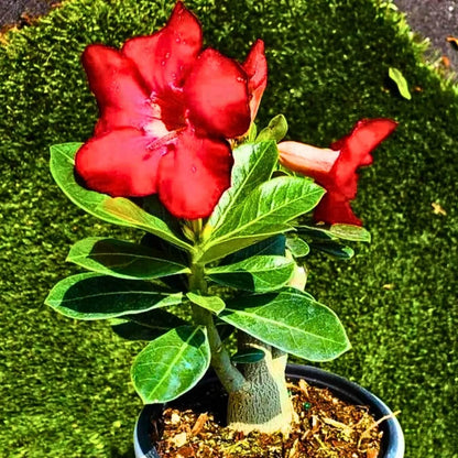 Adenium Obesum Seeds - Flower Plant