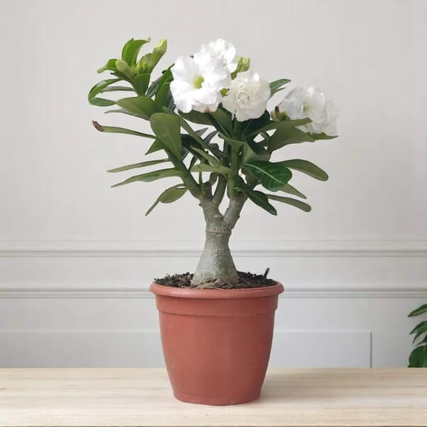 Adenium seeds - Flower Plant