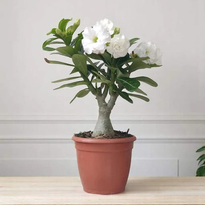 Adenium seeds - Flower Plant