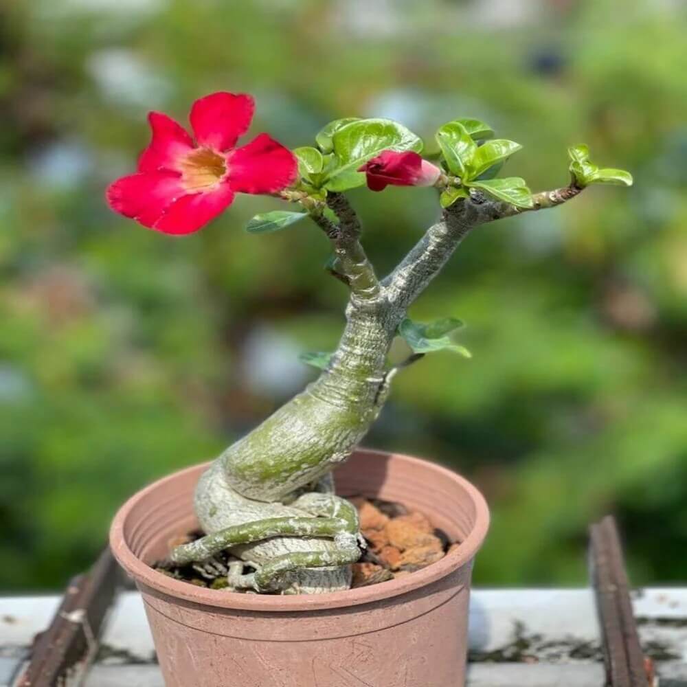 Adenium Seeds - Flower Plant for Home Gardens