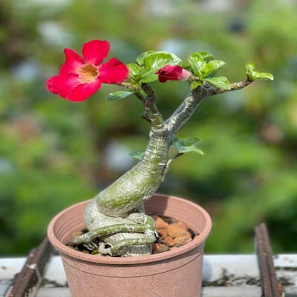 Adenium Seeds - Flower Plant for Home Gardens