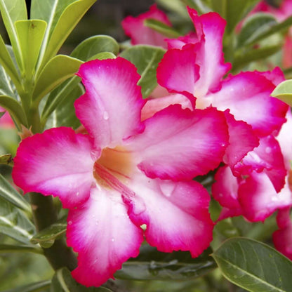 Adenium Seeds - Flower Plant for Home Gardens