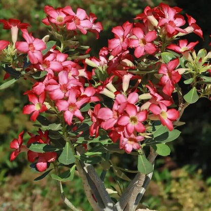 Adenium seeds