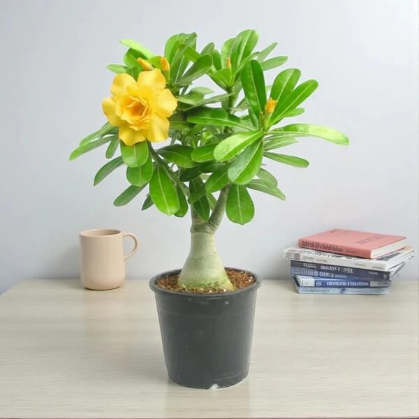 Adenium seeds