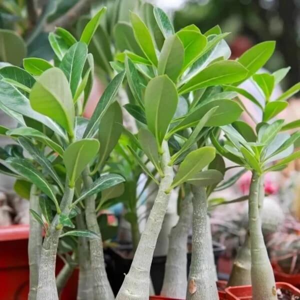 Adenium seeds