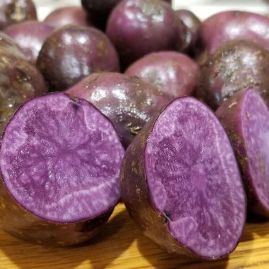 Adirondack Blue Potato Seeds - Vegetable Plant