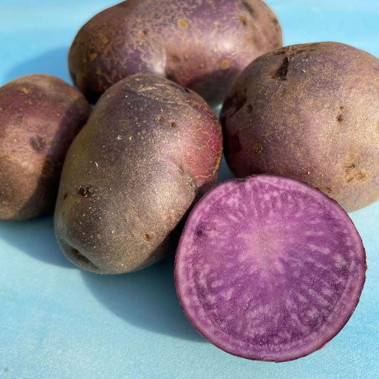 Adirondack Blue Potato Seeds - Vegetable Plant