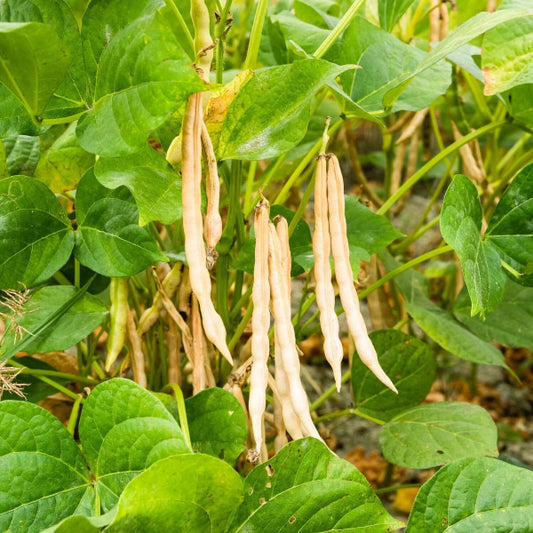 Adzuki Bean Seeds - Vegetable Plant