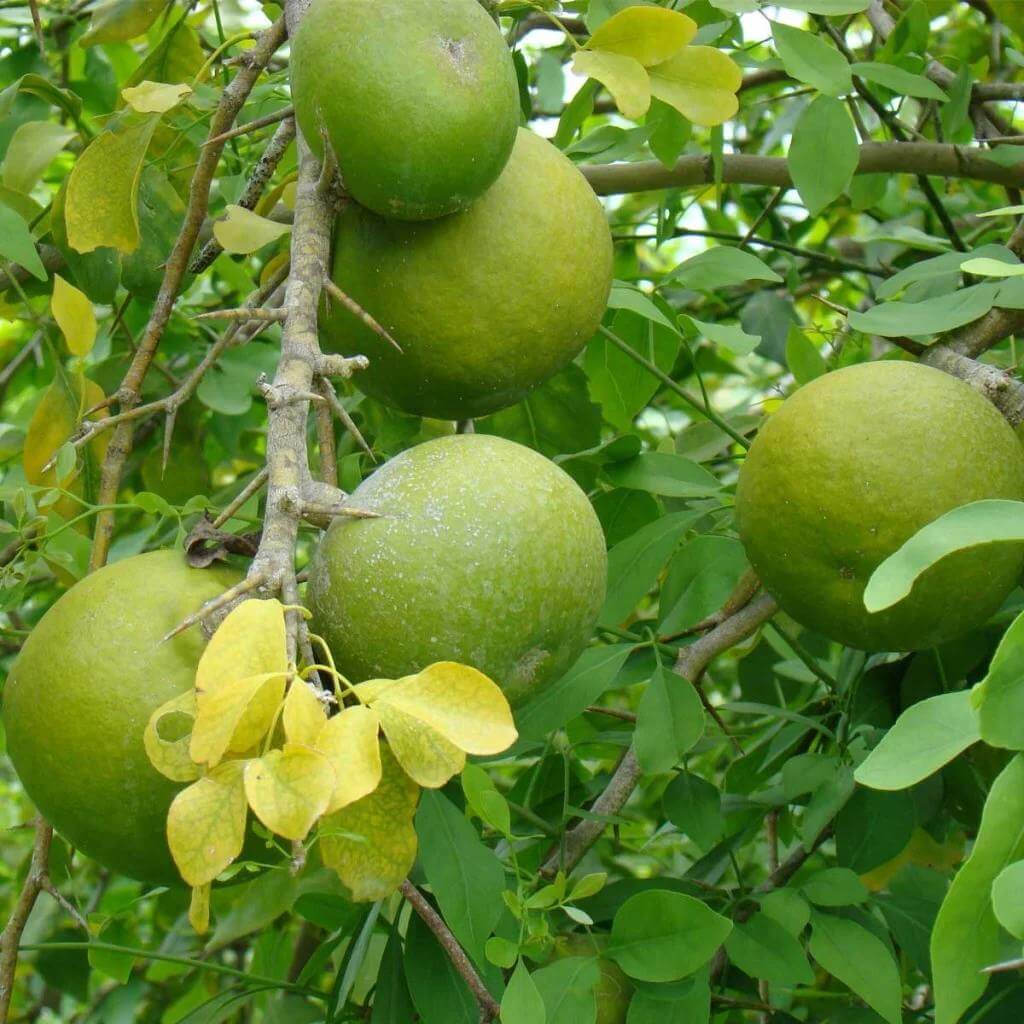 Aegle Marmelos Seeds - Heirloom Fruit Plant for Home Gardens