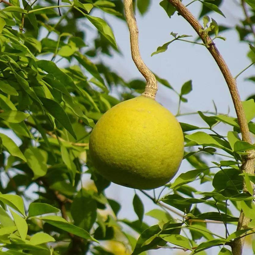 Aegle Marmelos Seeds - Heirloom Fruit Plant for Home Gardens
